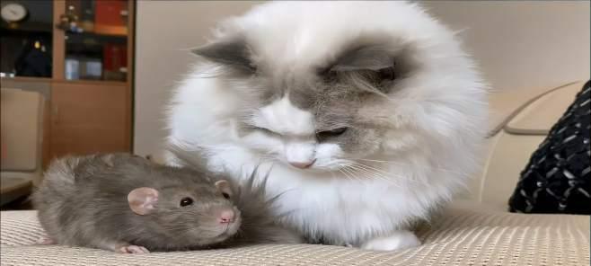 布偶猫（以宠物为主）