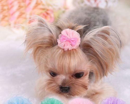 如何科学地喂养两个月的泰迪犬（宠物之路）