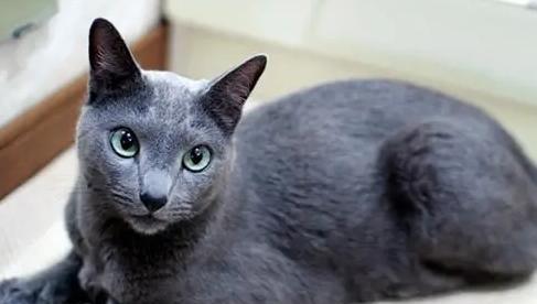 俩月小猫的水果食谱（以宠物为主）