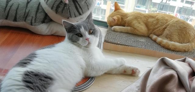 小猫清洁秘籍——让你的宠物健康舒适（两个月大的小猫怎么清洁）