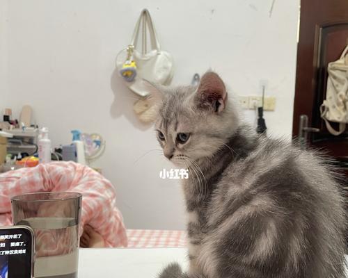 两个月小猫的记忆力（揭开宠物记忆力的神秘面纱）