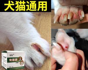 小心（宠物猫咪会传染真菌给人）