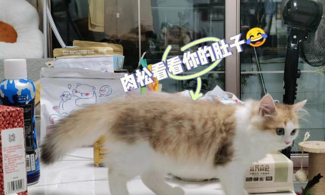 如何控制宠物猫的正常体重和身长（让你的猫咪健康成长）