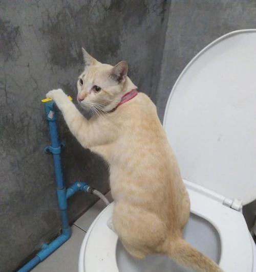 猫咪洗澡的正确方法（以宠物为主）