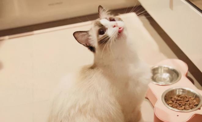 猫咪只吃猫粮不吃罐头，你需要了解的关键信息（以宠物为主）