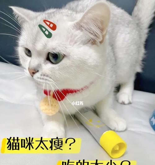 猫咪的食欲和玩耍习性（宠物猫咪的饮食和游戏行为及其对健康的影响）