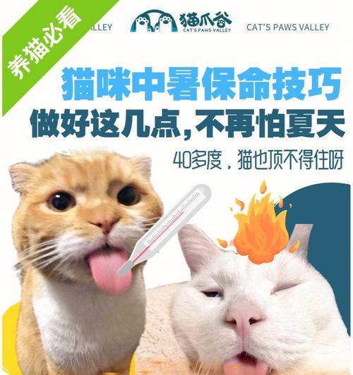 如何预防和治疗猫咪中暑（掌握猫咪中暑的症状）
