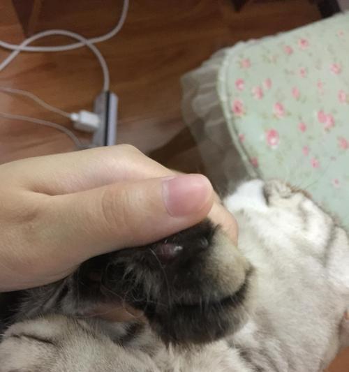 宠物的健康问题-猫咪爪子掉了一块毛（如何保护宠物的健康）