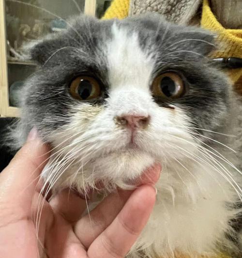 猫咪为什么会出现爪子和鼻子很红（探究宠物猫咪的健康问题）
