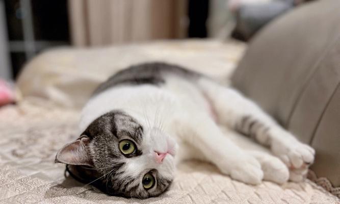 宠物猫咪膀胱自发破裂的危害与预防（了解猫咪膀胱自发破裂的原因和预防方法）