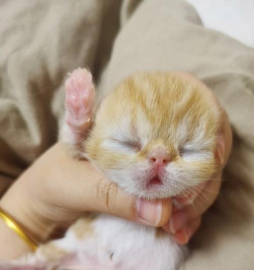 猫咪自己在家六天的生活日记（以宠物为主）