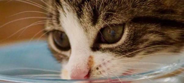 宠物猫咪喝自来水，应该注意什么（以猫咪自来水怎么喝为例）