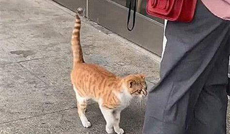 猫咪自我介绍——一只可爱的宠物（从猫咪口中了解它的习性）