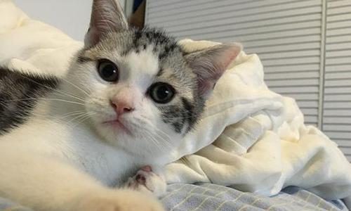探秘猫咪的咕噜语言（猫咪咕噜语言的意义及表达方式）