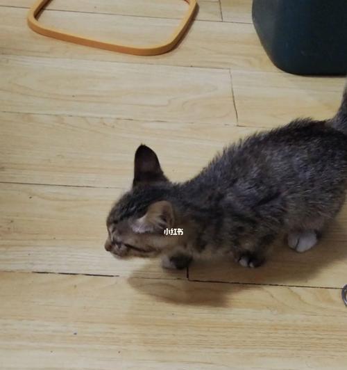 如何防止宠物猫总是在床上尿（从饮食到卫生全方位控制）