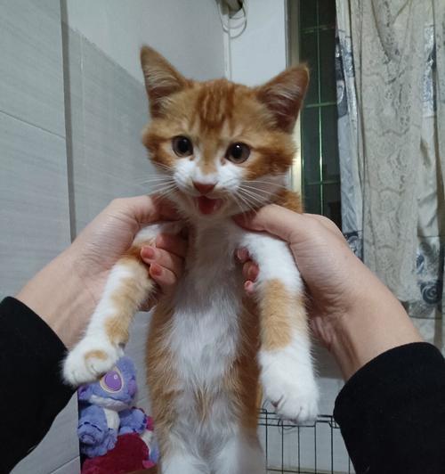 走失的猫咪回家后，指甲尖裂了该怎么办（宠物爱好者必看）