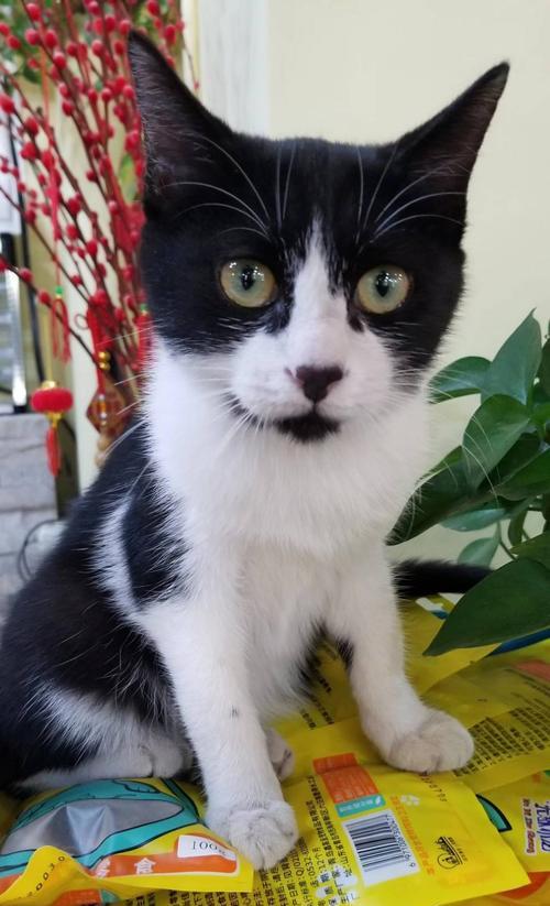 猫咪走丢，几天能回来（寻找丢失的宠物）