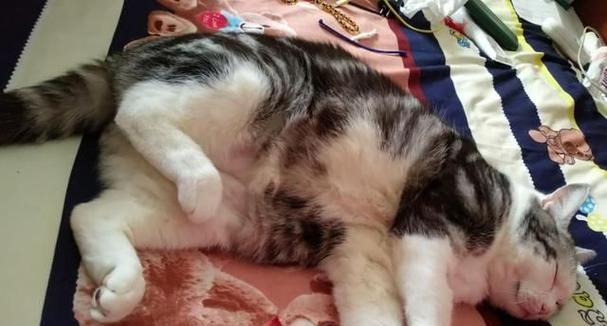 「猫咪走路不稳定，抖腿抖手原因揭秘」（揭开猫咪走路前腿外八字的神秘面纱）