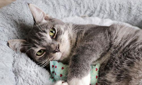 猫咪走路为何张开爪子（探究猫咪张爪的原因和意义）