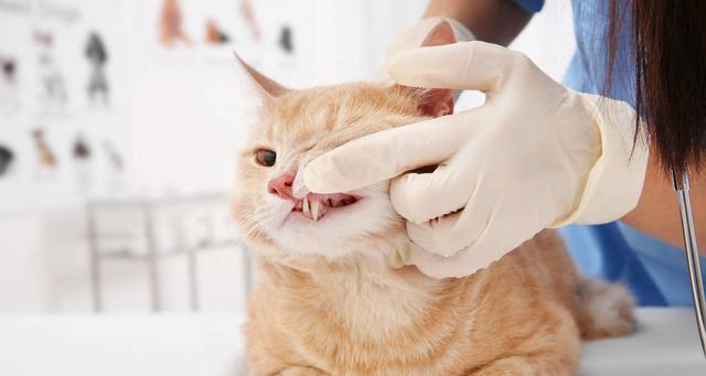 猫咪口起泡，该如何处理（宠物猫咪口起泡的原因）