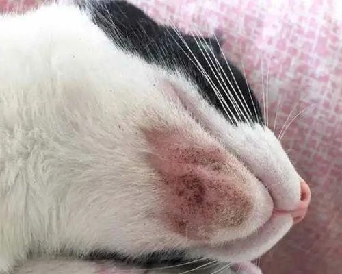猫咪口臭疙瘩的成因及治疗方法（探究口臭疙瘩的形成原因）