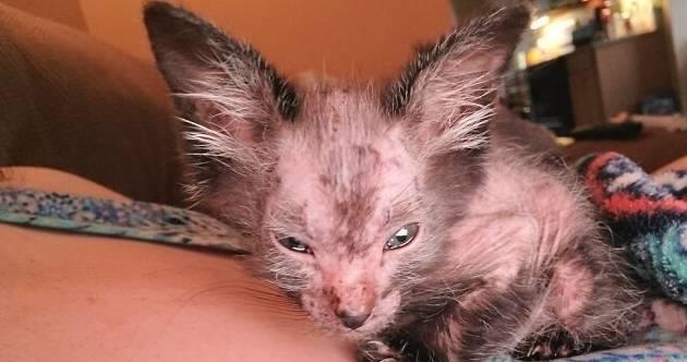 如何解决宠物猫咪嘴边毛发稀的问题（探究宠物猫咪嘴边毛发稀的原因以及解决方案）