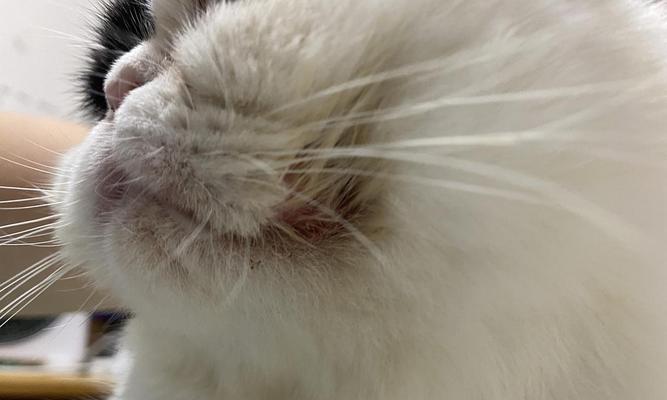揭秘猫咪嘴角发白的原因（探究宠物饮食）