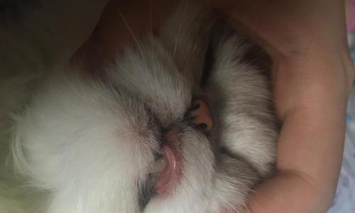 猫咪嘴溃疡治疗指南（以宠物为主）