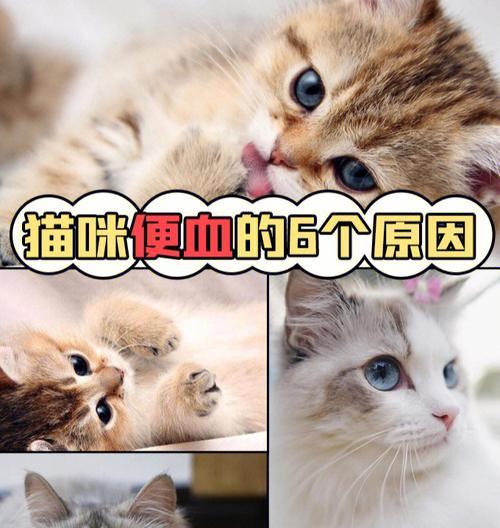 宠物猫口臭问题的解决方法（如何消除猫咪口气的臭味）