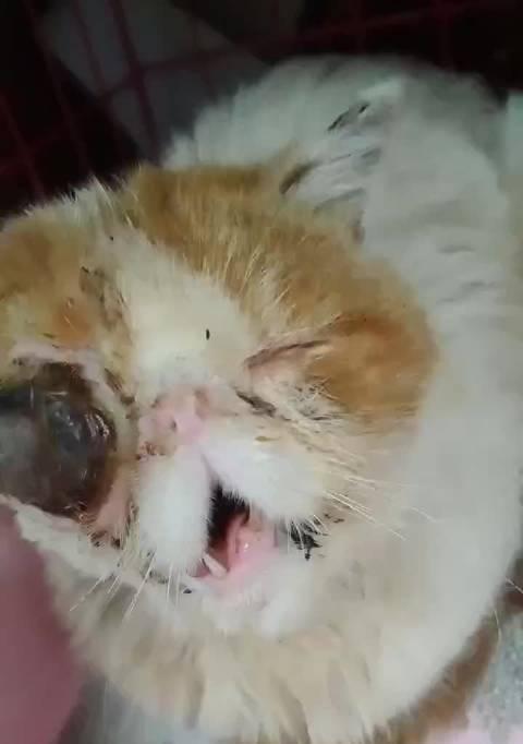 猫咪口腔受伤应急处理方法（宠物猫咪受伤如何应对）