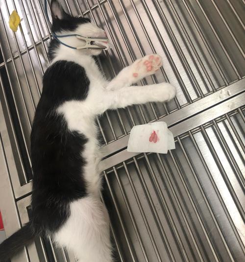 让爱宠远离繁殖期，绝育季节不容错过（选择适合猫咪的绝育时间）