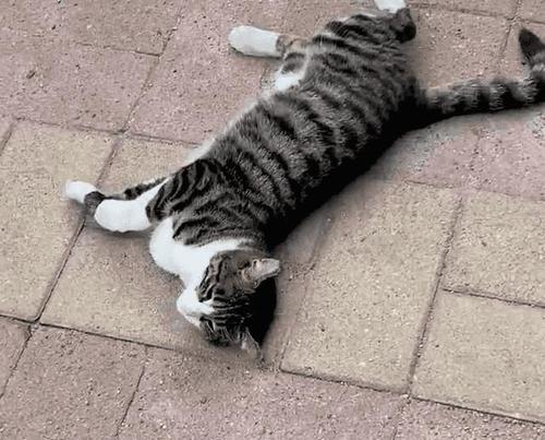 猫咪在公交车上会不会害怕（以宠物为主）
