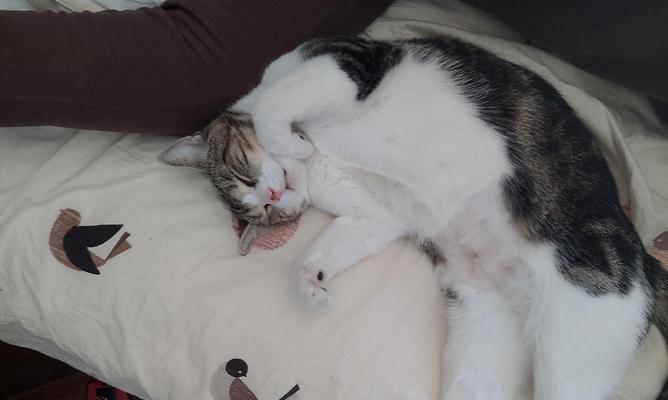 一只猫咪的等待（宠物猫咪坐门口等待主人下班的故事）