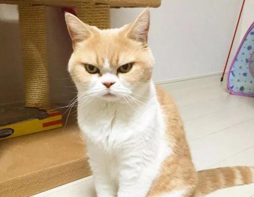宠物疑问解答——猫咪嗷呜叫声（猫咪嗷呜叫声背后的含义与解释）