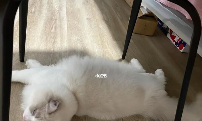 如何用猫咪黏室友不粘自己（宠物猫咪的黏人特质与利用技巧）