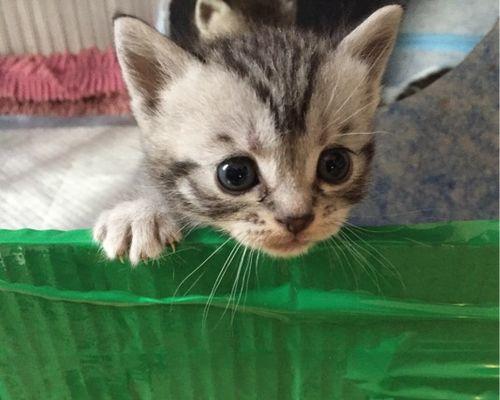 新生小猫的大便问题（解决小猫大便困扰的有效方法）