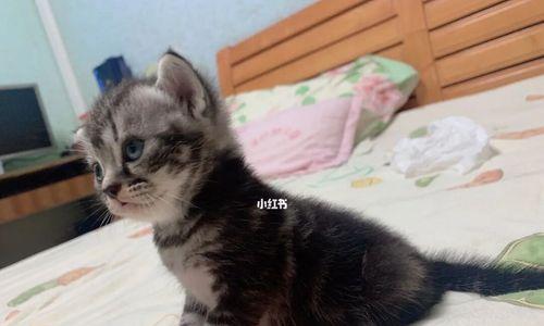 美短猫喜欢外出探险的原因（探索天性不止是猫的本能）