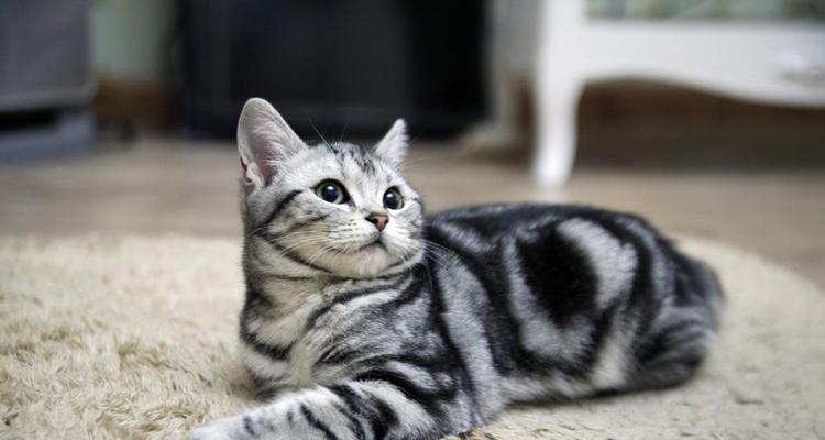 美短生小猫颜色深，藏着什么秘密（探寻美短生小猫颜色深的成因和特点）