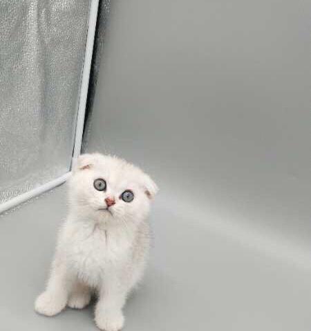 美短折耳猫和英短折耳猫的异同（探究两种不同品种的折耳猫的特点及养护）