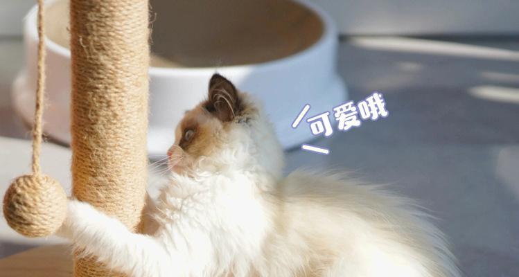 探究梦中宠物变形的含义与解释（探究梦中宠物变形的含义与解释）