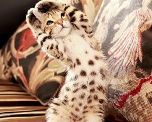 孟加拉豹猫的栖息环境（探寻孟加拉豹猫的自然栖息地与宠物生活需求）