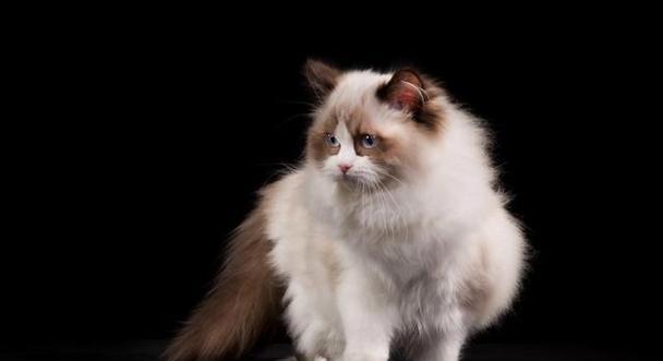 缅甸布偶猫的故事（以爱为名）