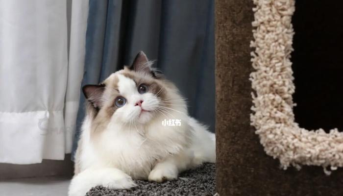 缅因猫VS布偶猫（比较缅因猫和布偶猫的性格）
