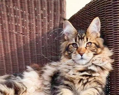 缅因猫和布偶的体重分析（探究宠物肥胖问题及瘦身方法）