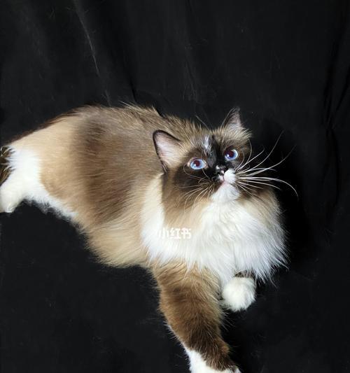 缅因猫与布偶猫的魅力（宠物王国里的两只萌宝）