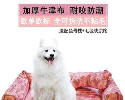 爱上泰迪大形犬，品味与它共同成长的喜悦（以宠物为主）