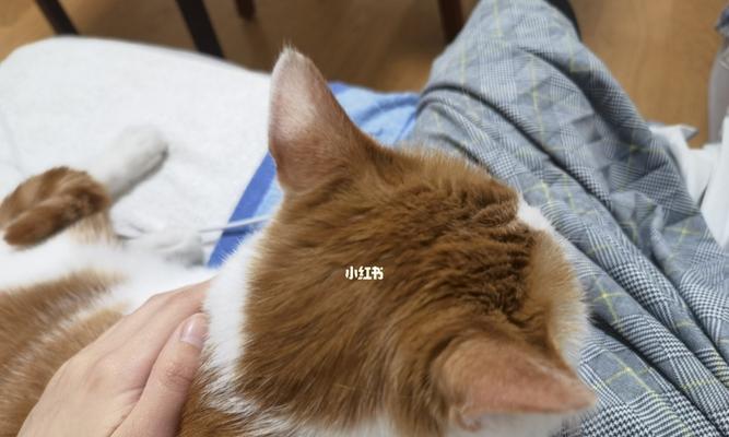 摸猫咪的正确方式——以猫咪发声为导向（探究猫咪发声的意义）