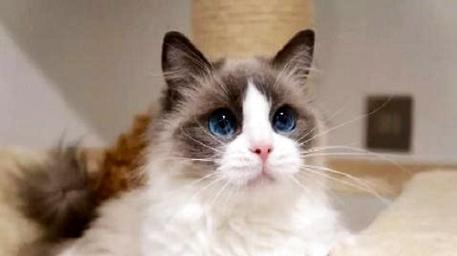 母布偶猫配种时间及注意事项详解（宠物母布偶猫怎么配种）