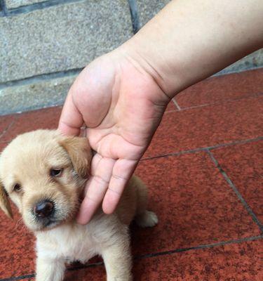母狗生完小狗后直喘怎么办（宠物养护知识）