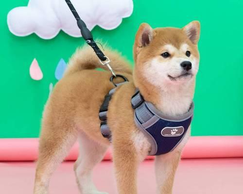 母狗生小狗少怎么办（宠物主人必知的繁殖故事）